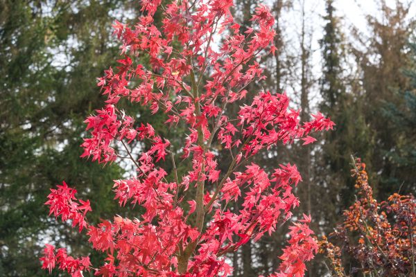 Japanese Maple Planting in Powhatan