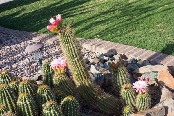 Desert Landscaping in Powhatan
