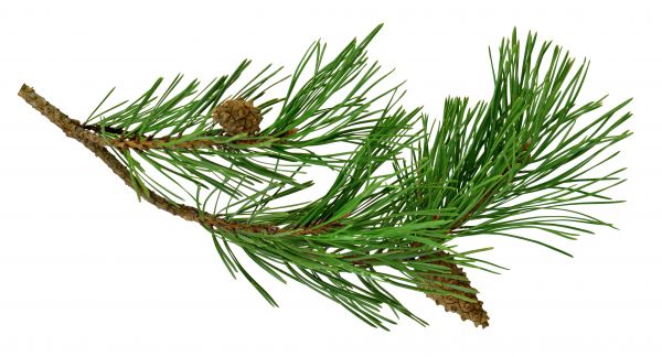 Pine Needle Spreading