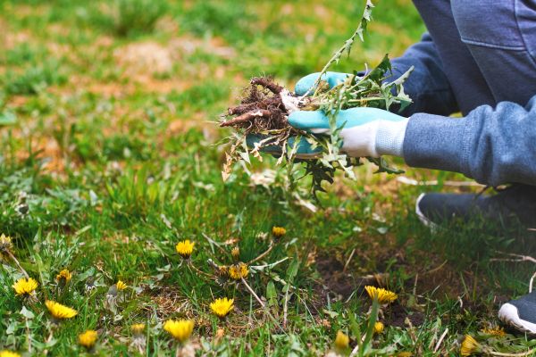 Flower Bed Clearing in Powhatan