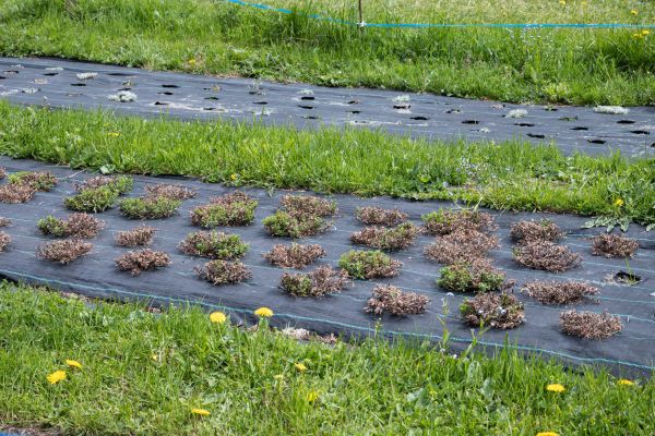 Weed Barrier Installation