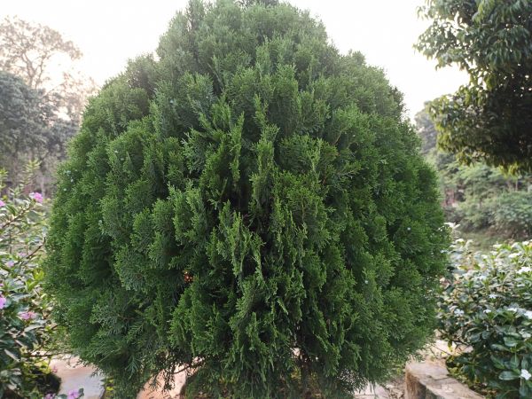 Arborvitae Installation