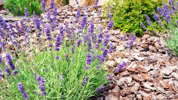 Pine Bark Landscaping in Powhatan