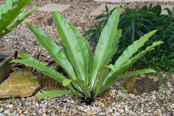 Pea Gravel Installation in Powhatan