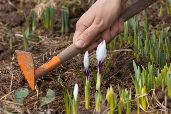 Flower Garden Weeding in Powhatan