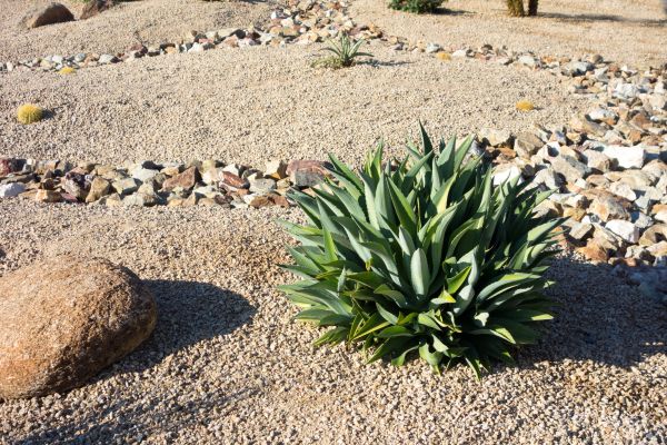 Xeriscaping Service in Powhatan