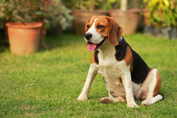 Dog Friendly Landscaping in Powhatan