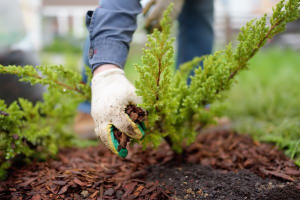 Church Mulching in Powhatan