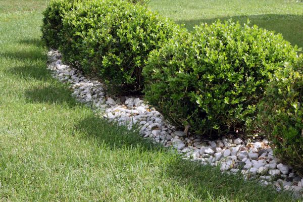 Boxwood Planting in Powhatan