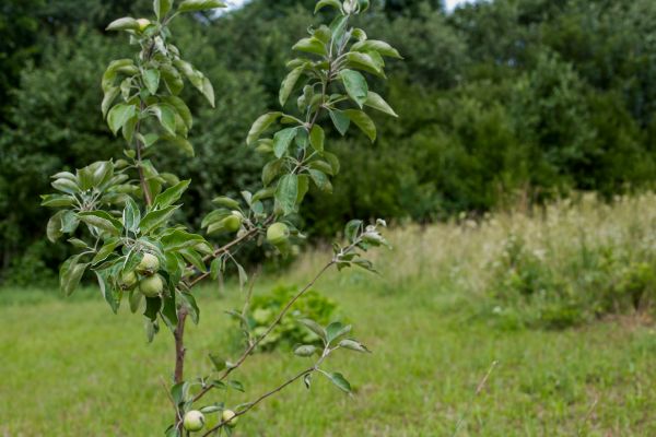 Apple Tree Planting in Powhatan