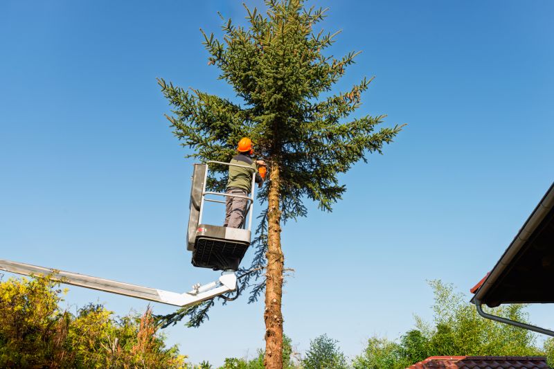 Arborist Tree Service detail
