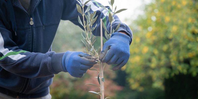 Oak Tree Planting